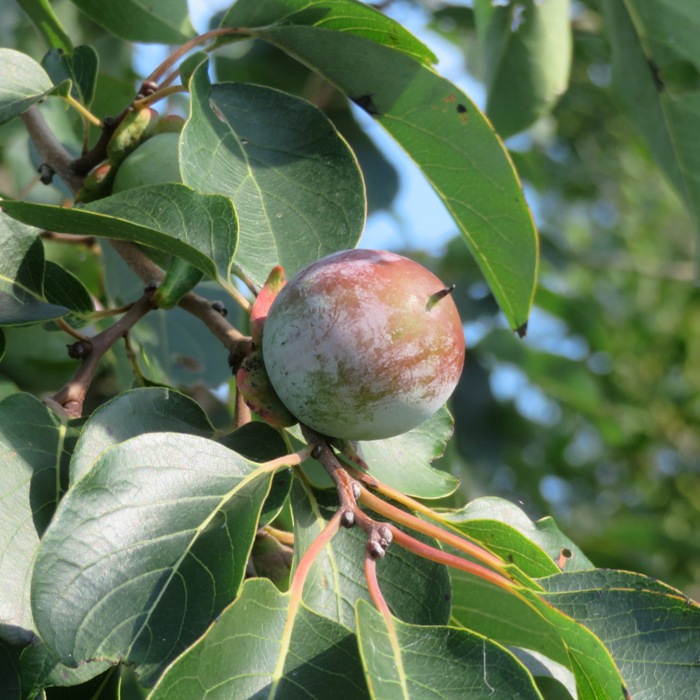 Persimmon fruit in tree