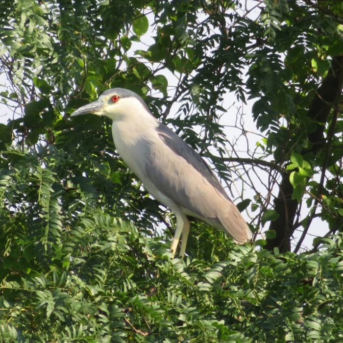 Black-crowned night heron perched in tree