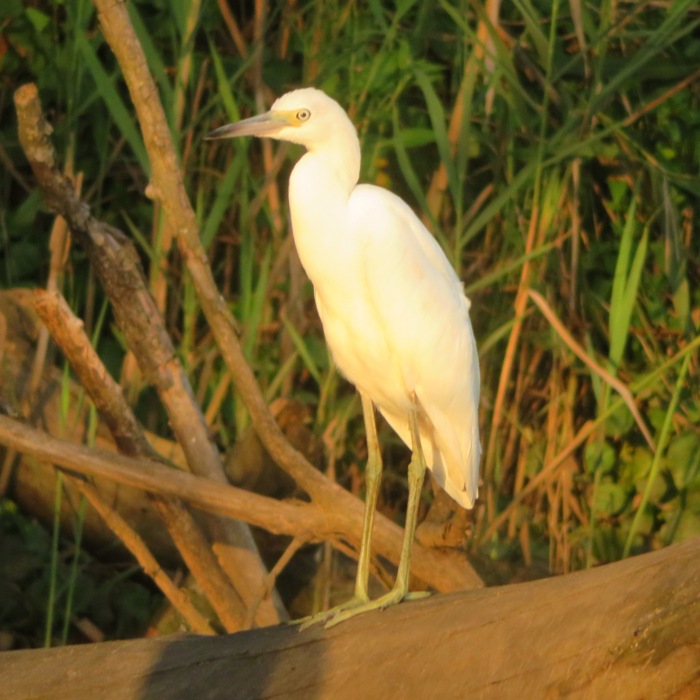 Juvenile little blue heron in low light