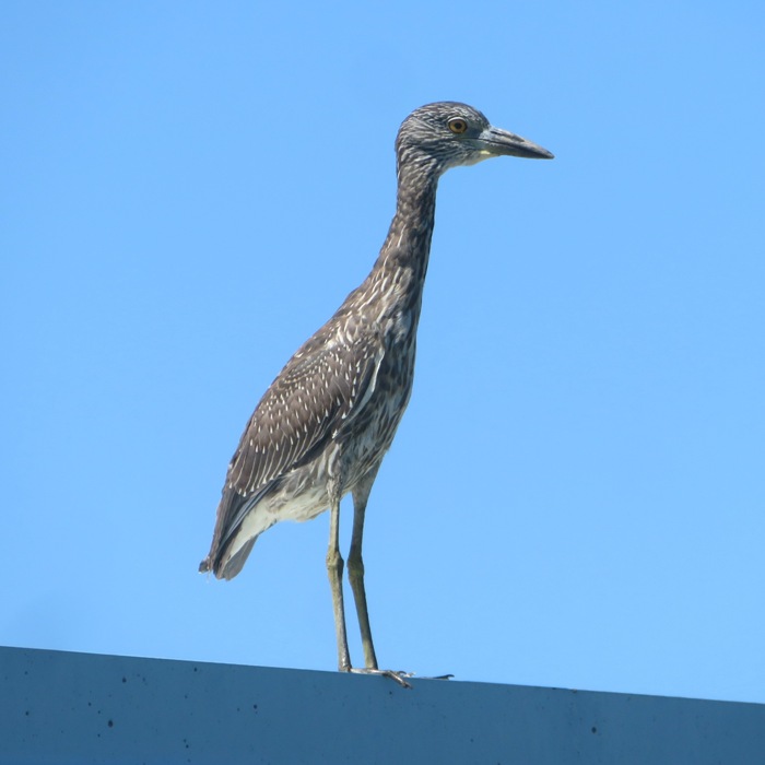 Immature yellow-crowned night heron