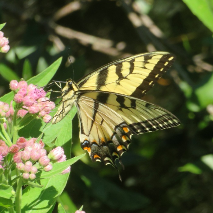 Tiger swallowtail butterfly on flower