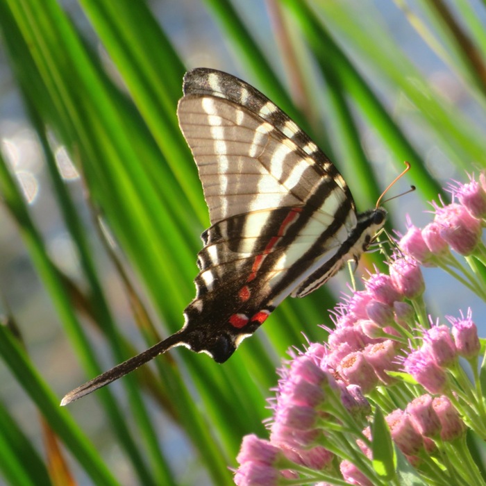 Zebra swallowtail butterfly on flower