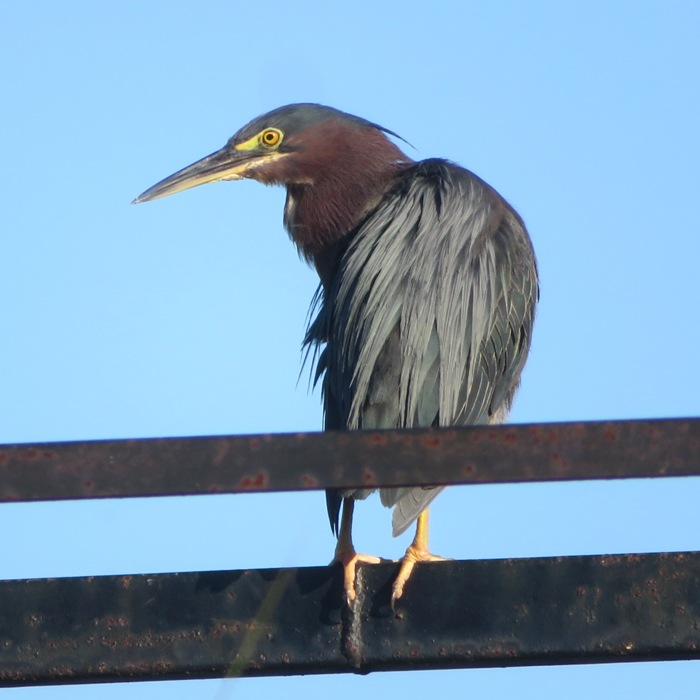 Green heron looking back at me