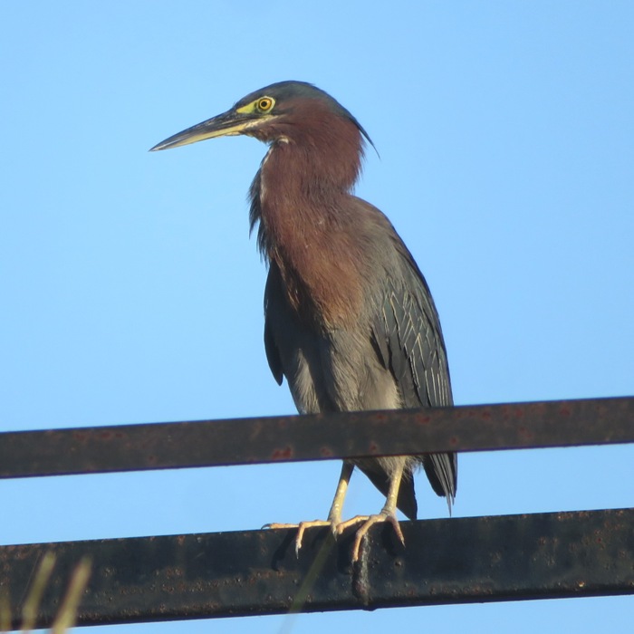 Front/side view of green heron