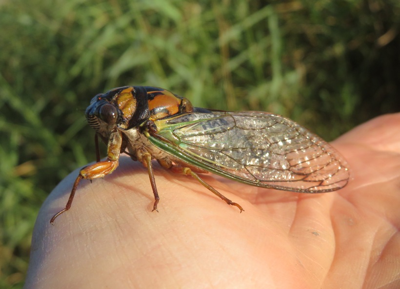 Dog-day cicada on my hand
