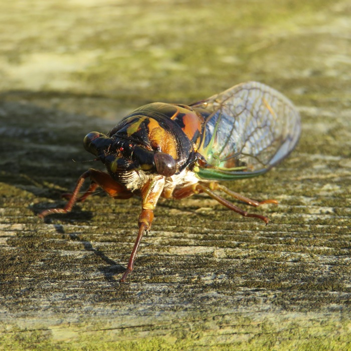 Dog-day cicada on wooden board used to comprise a seawall