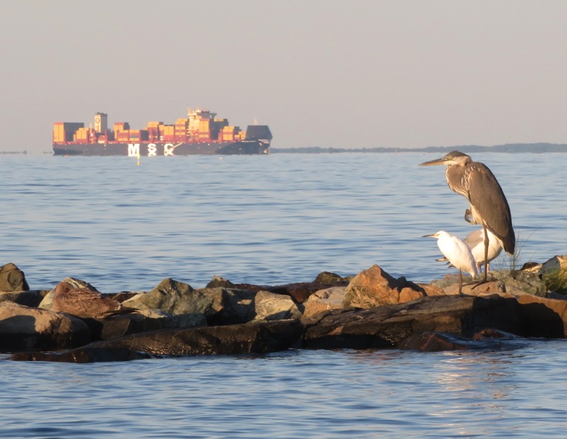 Great blue heron and snowy egret with ship behind