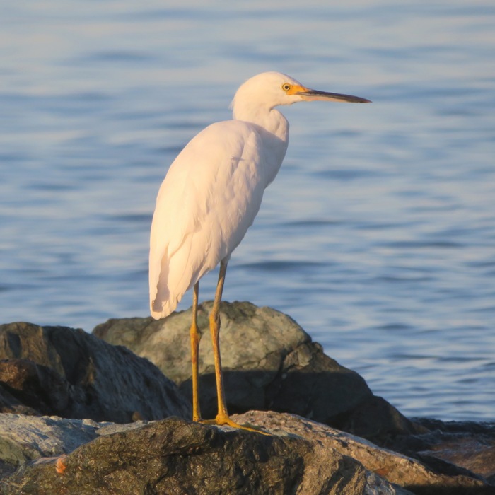 Snowy egret perched on rip rap