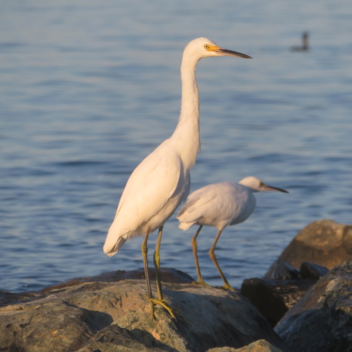 Snowy egret standing tall with another behind looking away