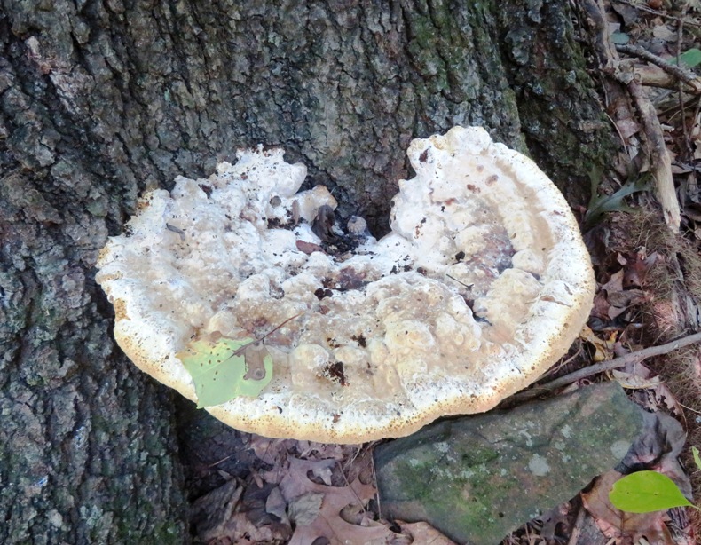 Large bracket fungi on side of tree