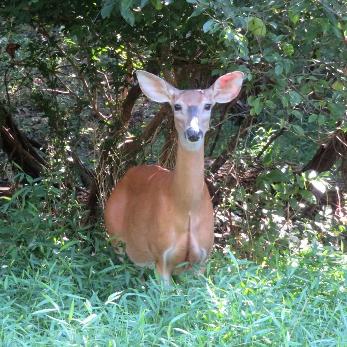 Young doe looking at me