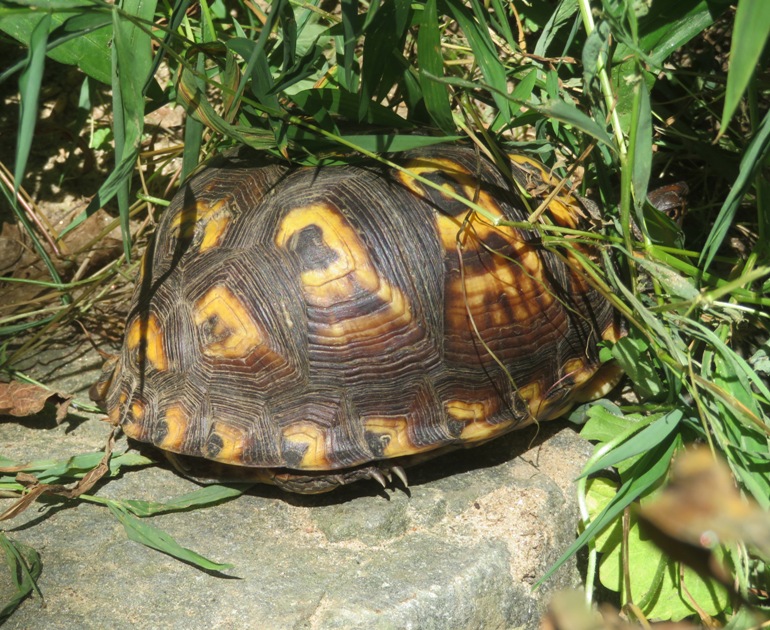 Box turtle, facing away