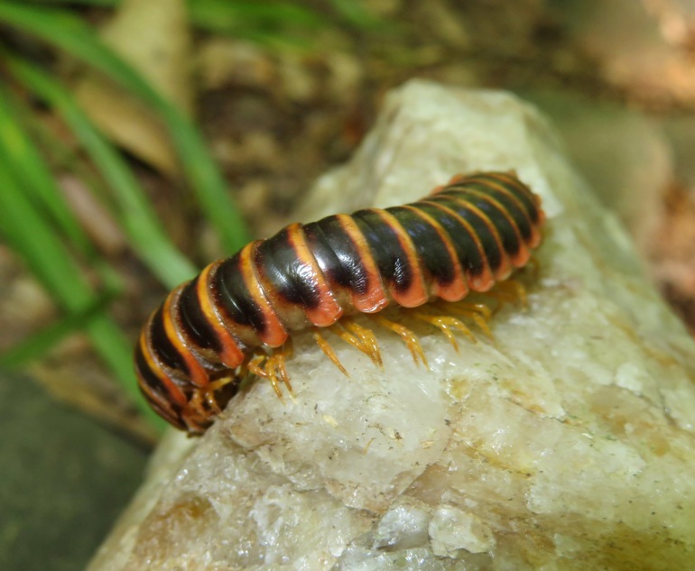 Kentucky flat millipede