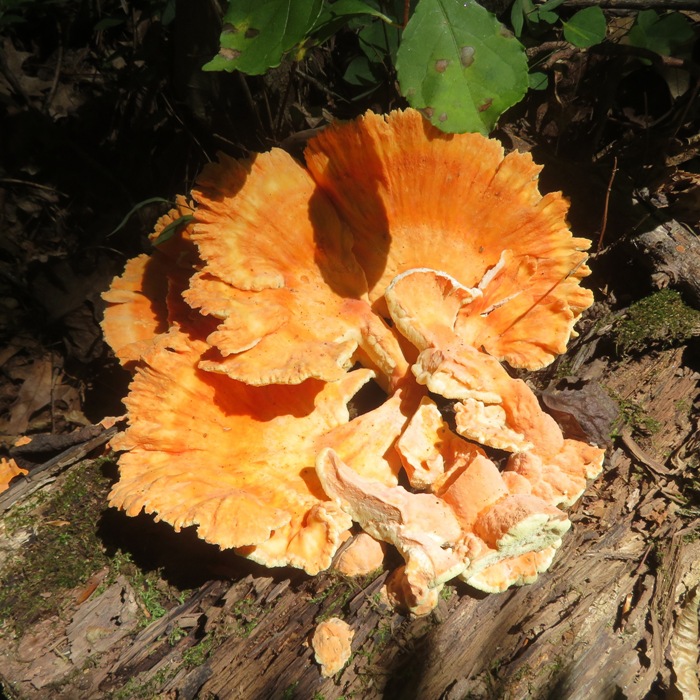 Chicken of the woods mushroom on log