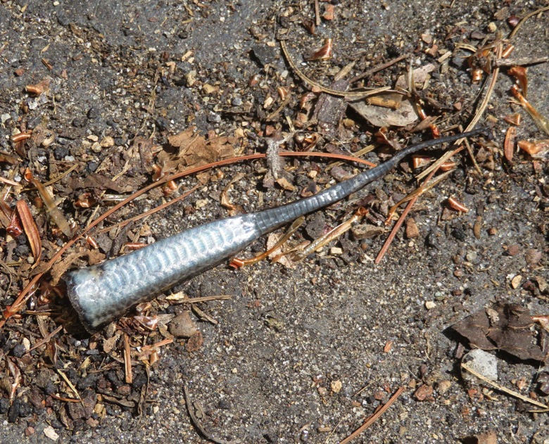 Lifeless skink tail on driveway