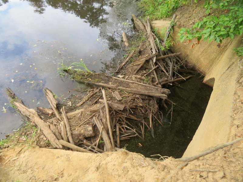 Beaver dam in front of entrance of culvert