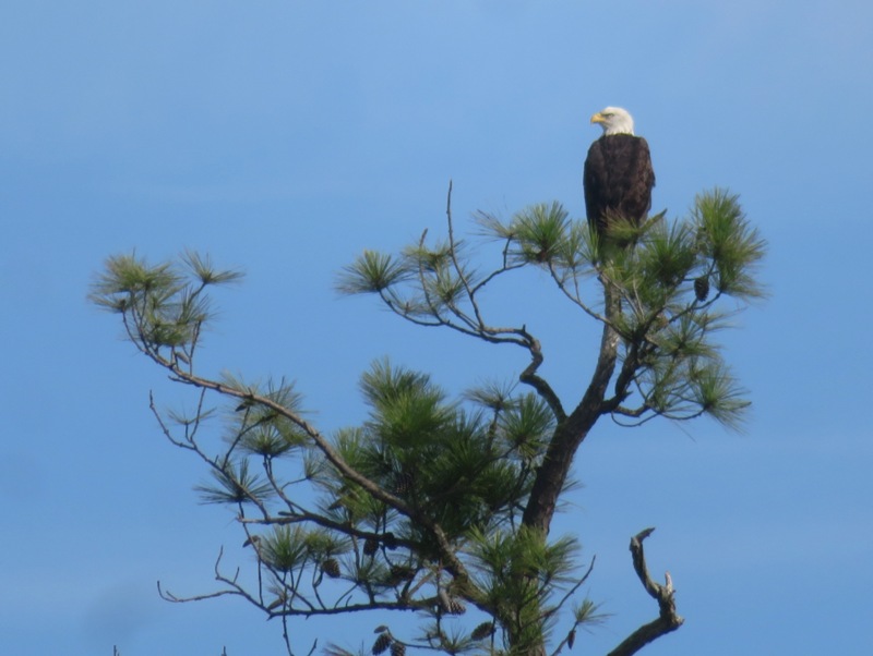 Bald eagle in a tree