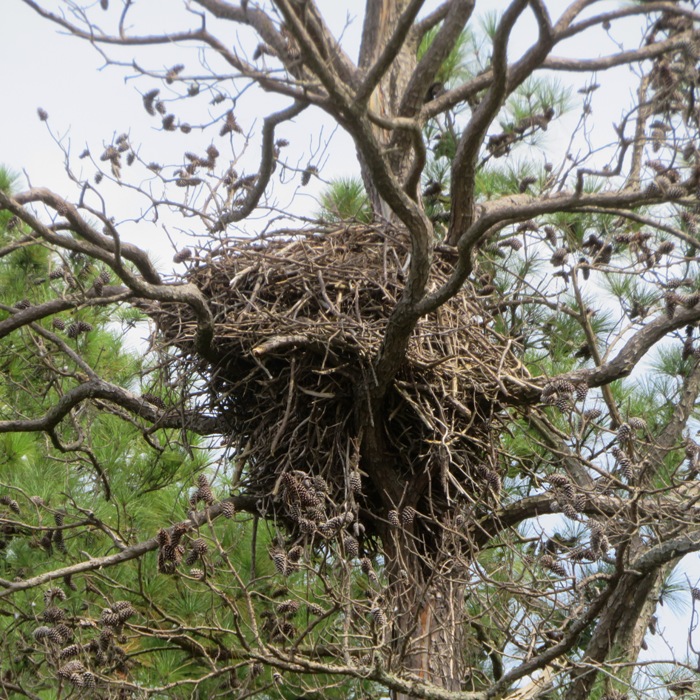 Bald eagle nest