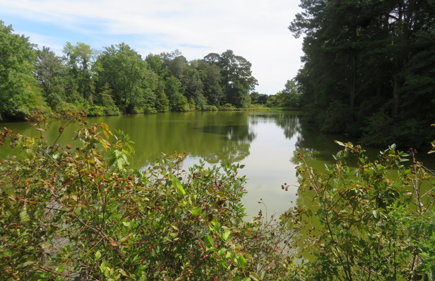 View of wooded waterway across road