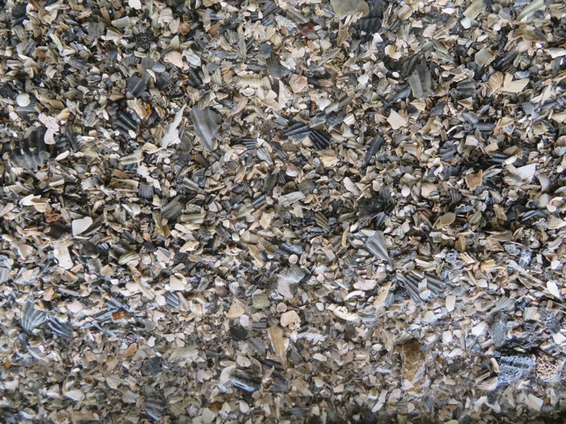 Broken shells on shore near Boston Cliff