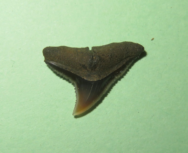 Serrated tooth from requiem shark