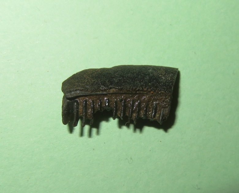 Piece of fossilized ray dental palate