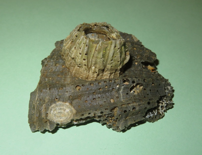 Large barnacle on shell