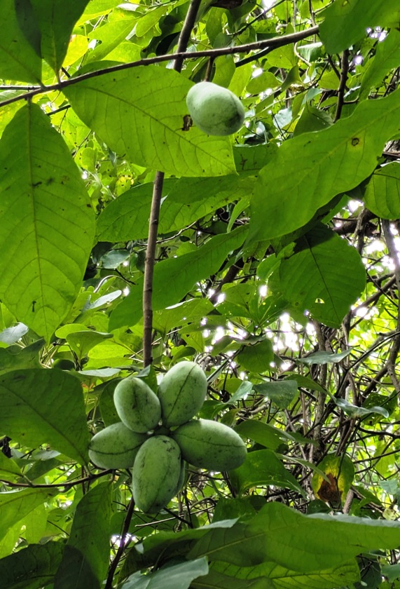 Paw paw fruit in tree