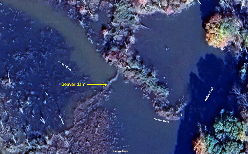 Satellite photo of beaver dam