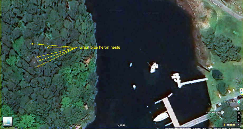 Satellite photo showing great blue heron nests