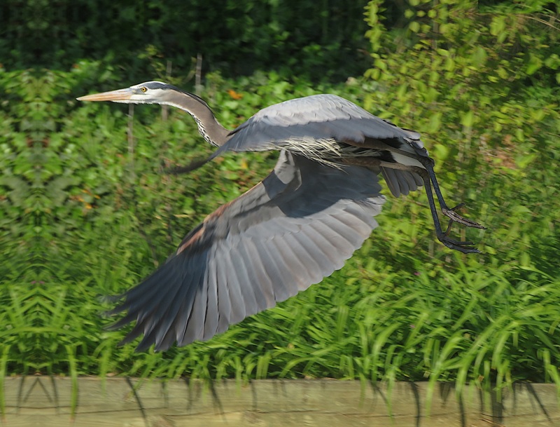Great blue heron taking flight