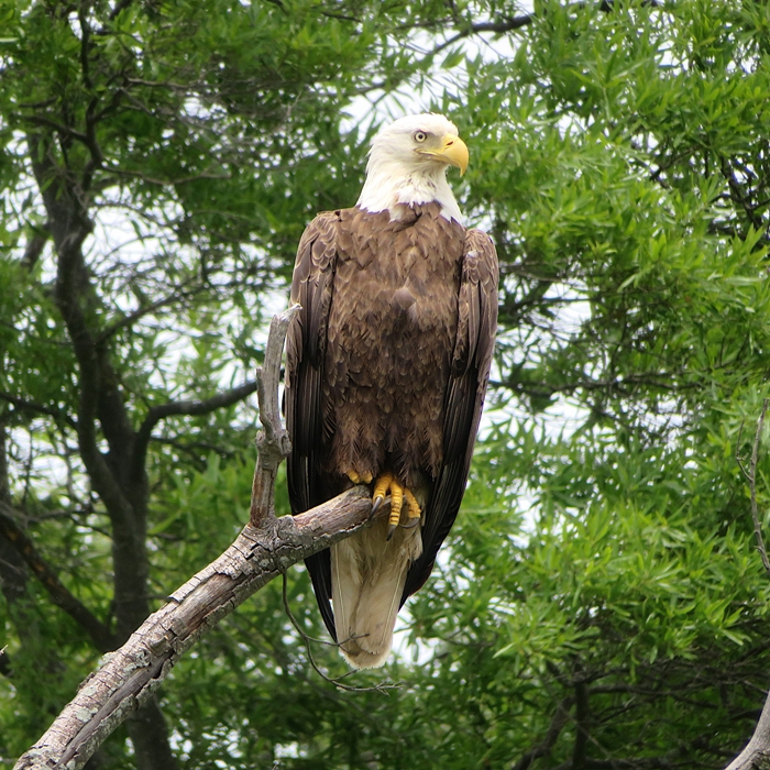 Same eagle but with a tree background