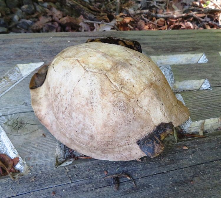 Bleached out top view of turtle carapace