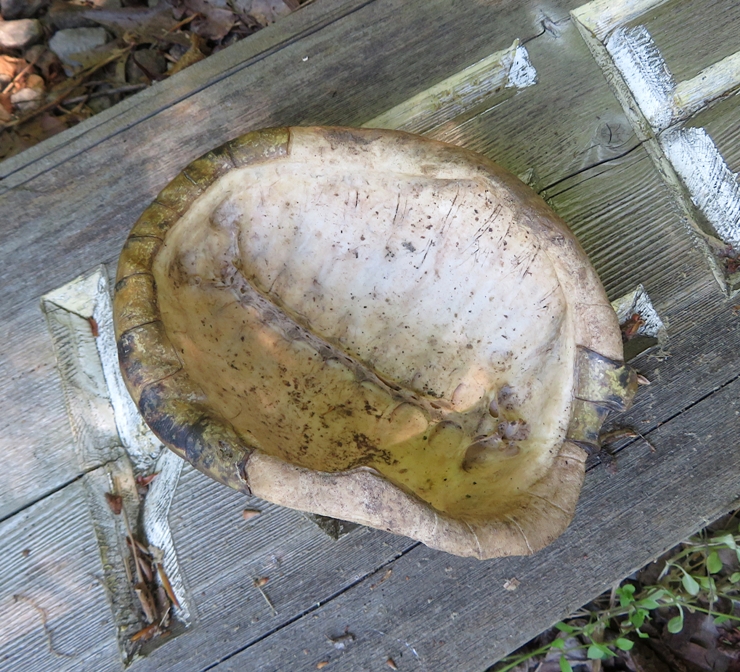 Bleached out bottom view of turtle carapace