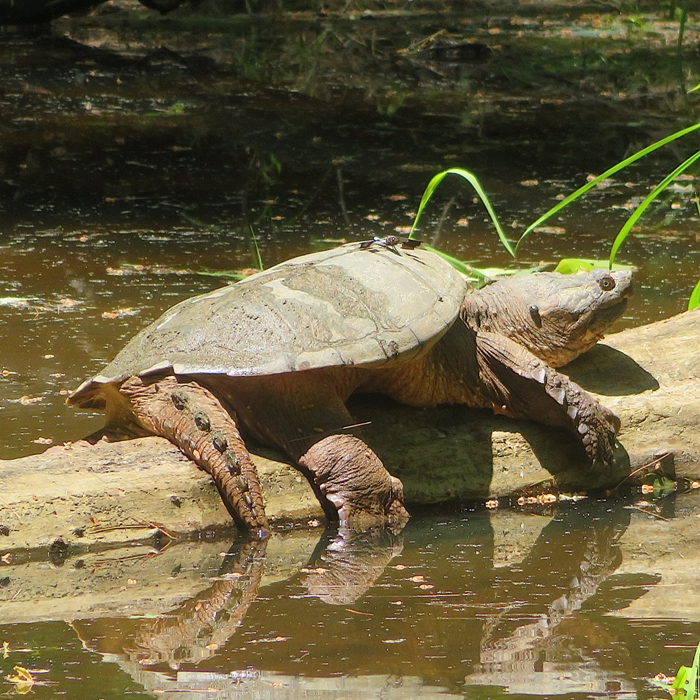 Dragonfly and snapping turtle on a log