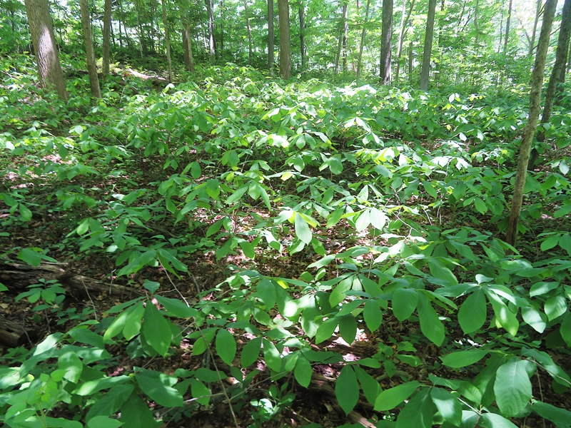 Grove of paw paws