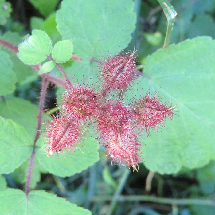 Wineberry plant