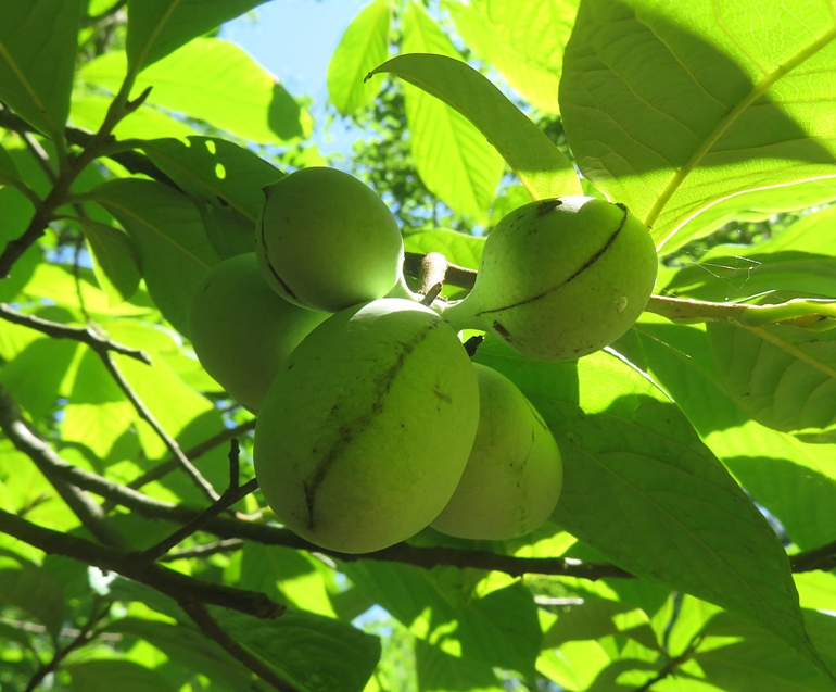 Unripe paw paw fruit in tree