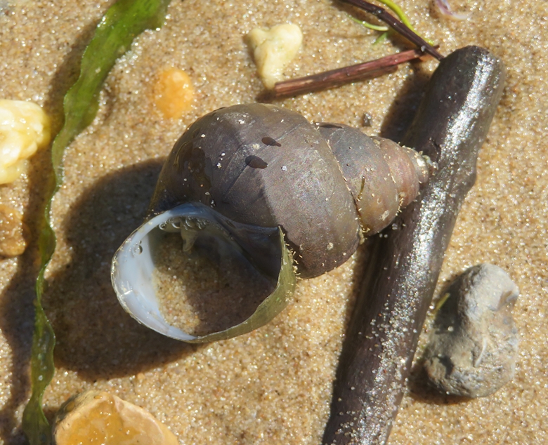 Mystery snail on beach