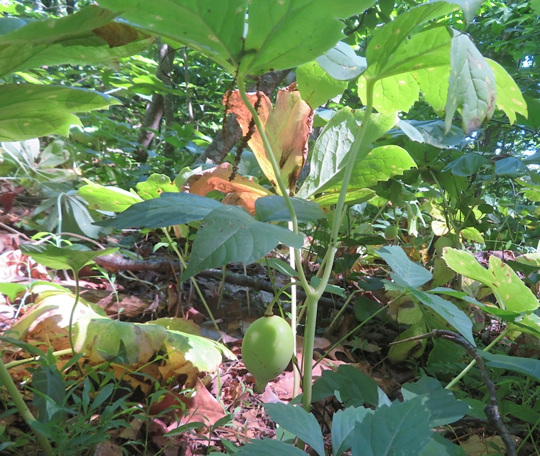 Mayapple fruit