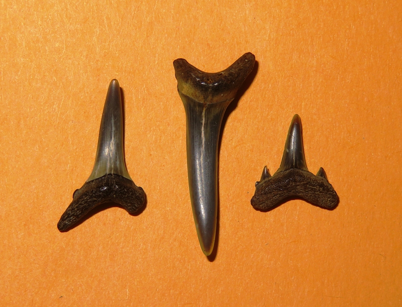 Three shark teeth