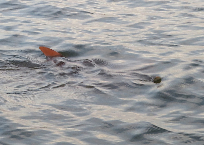 Wingtips of a ray protruding out of the water
