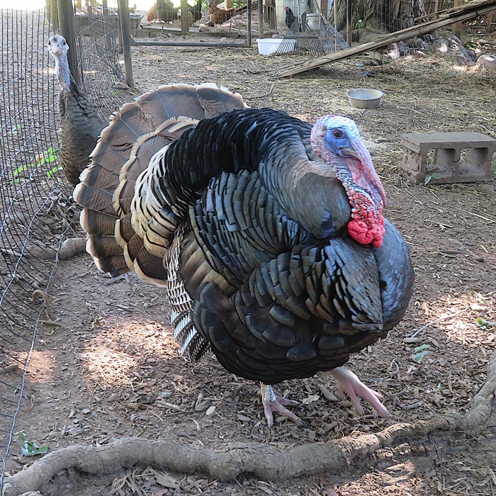 Tom turkey