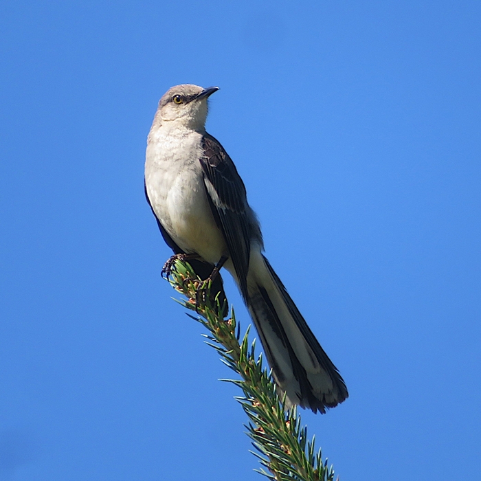 Northern mockingbird