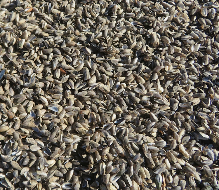 Close-up of small shells on beach