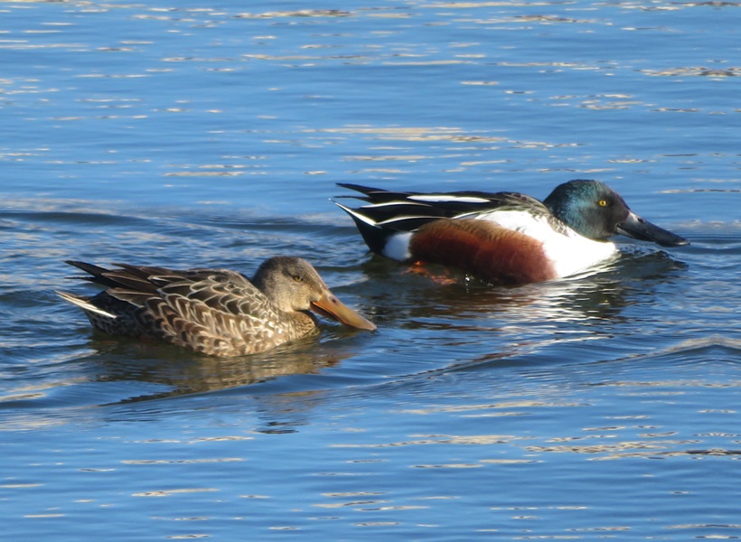 Northern Shoveler ducks