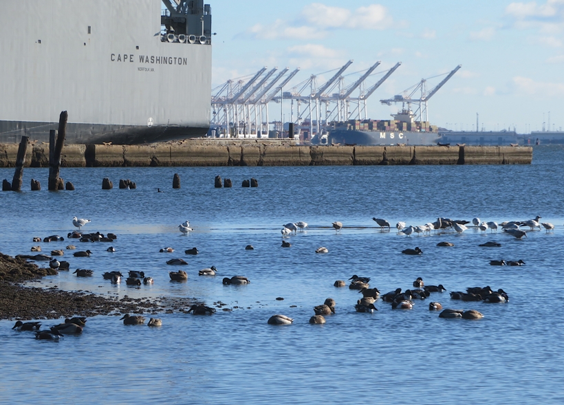 Birds on water with ship in background