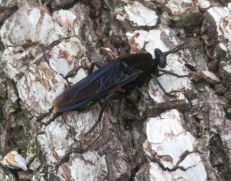 Mydas fly on log