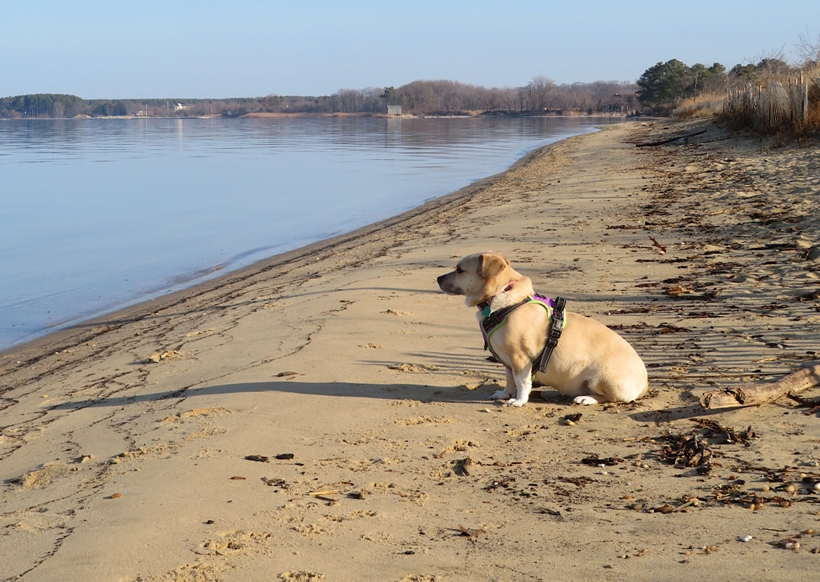 Daphne sitting on the beach, looking across the water