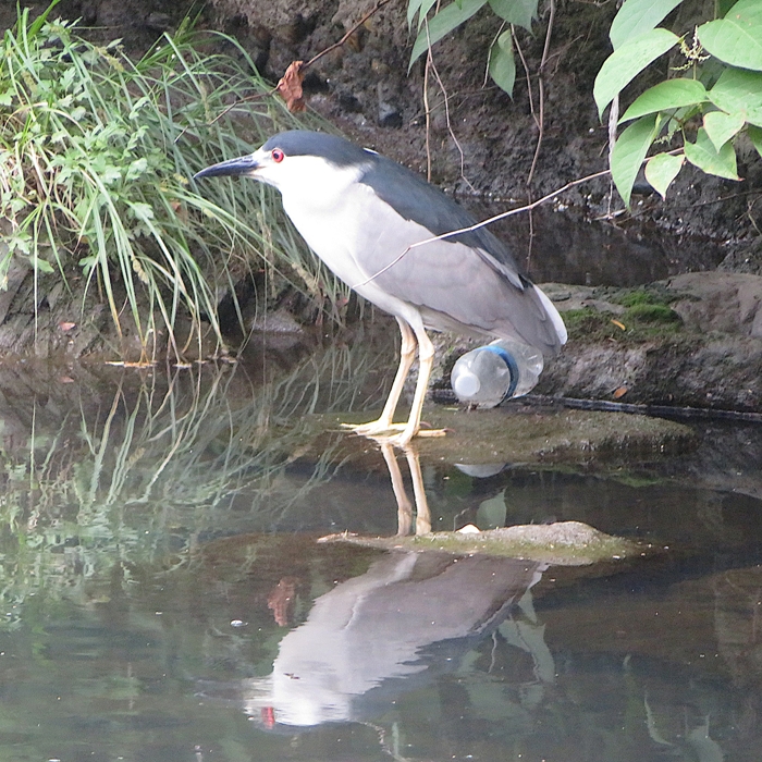 Black-crowned night heron next to water bottle trash